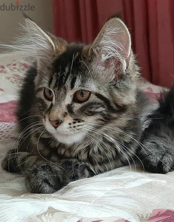 High Quality Maine Coon Kittens Imported Pure Breed Cat قطط Delivery 0