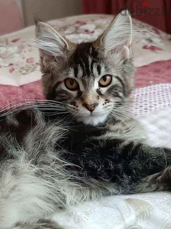 High Quality Maine Coon Kittens Imported Pure Breed Cat قطط Delivery 0