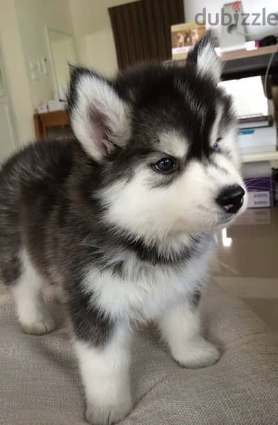 Black & White Husky high quality puppy! DELIVERY dog كلاب