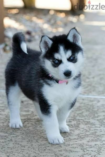 Black & White Husky high quality puppy! DELIVERY dog كلاب