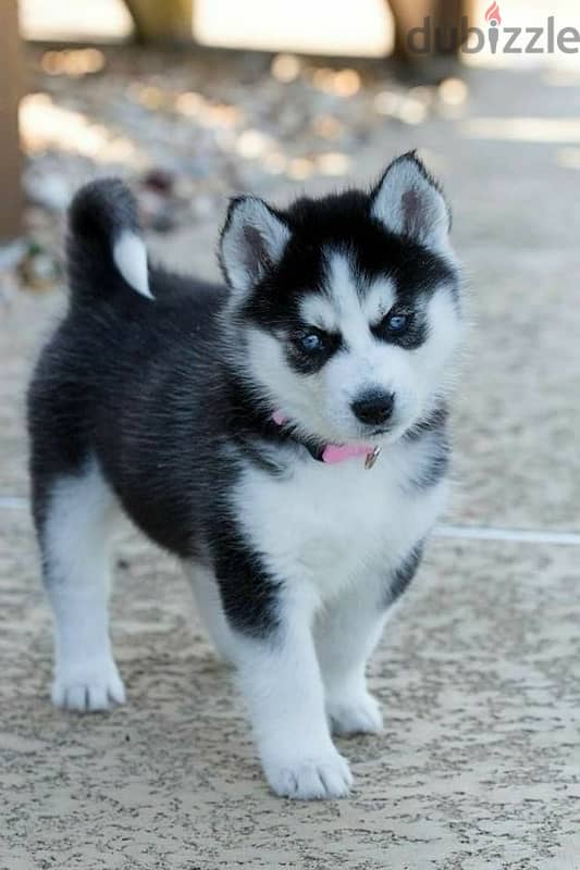 Black & White Husky high quality imported puppy! DELIVERY dog كلاب 0