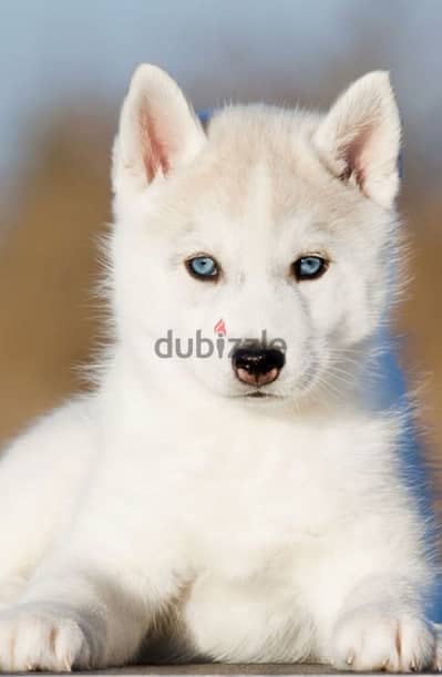 Majestic White Husky high quality puppy! DELIVERY dog كلاب