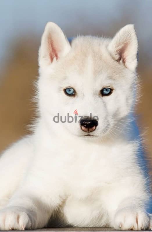 Majestic White Husky high quality imported puppy! DELIVERY dog كلاب 0