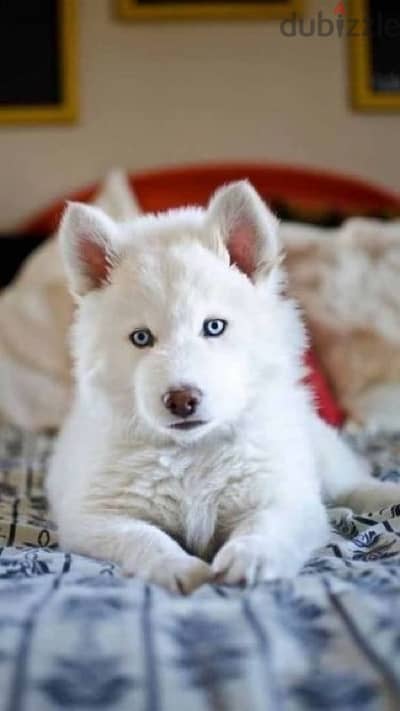 Majestic White Siberian Husky high quality DELIVERY dog كلاب