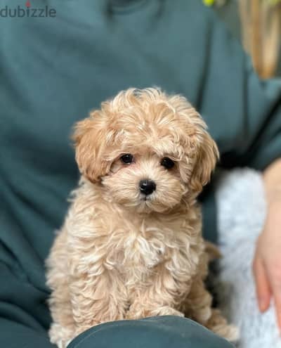 Adorable Maltipoo Puppy for Sale/ Perfect Family Companion! dog كلاب