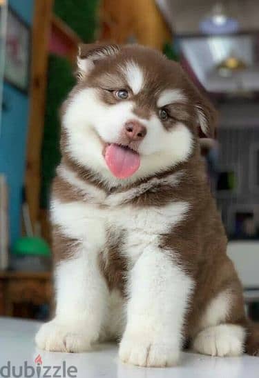 Red Siberian Husky Puppy - Ready for a Forever Home / dog كلاب