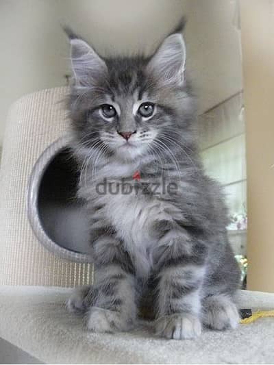 Stunning Maine Coon Kitten Affectionate, Playful, and Ready for a Lovi