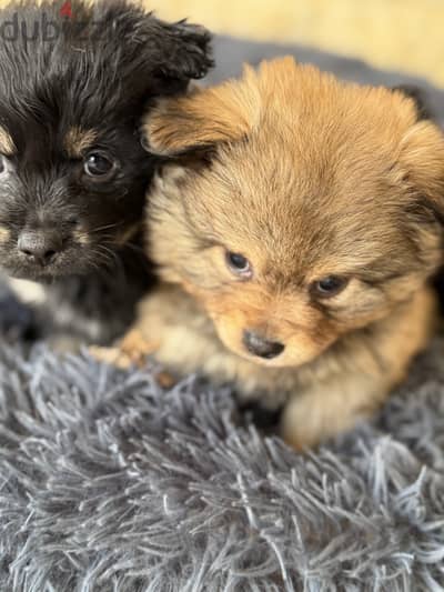 Pomchi puppies