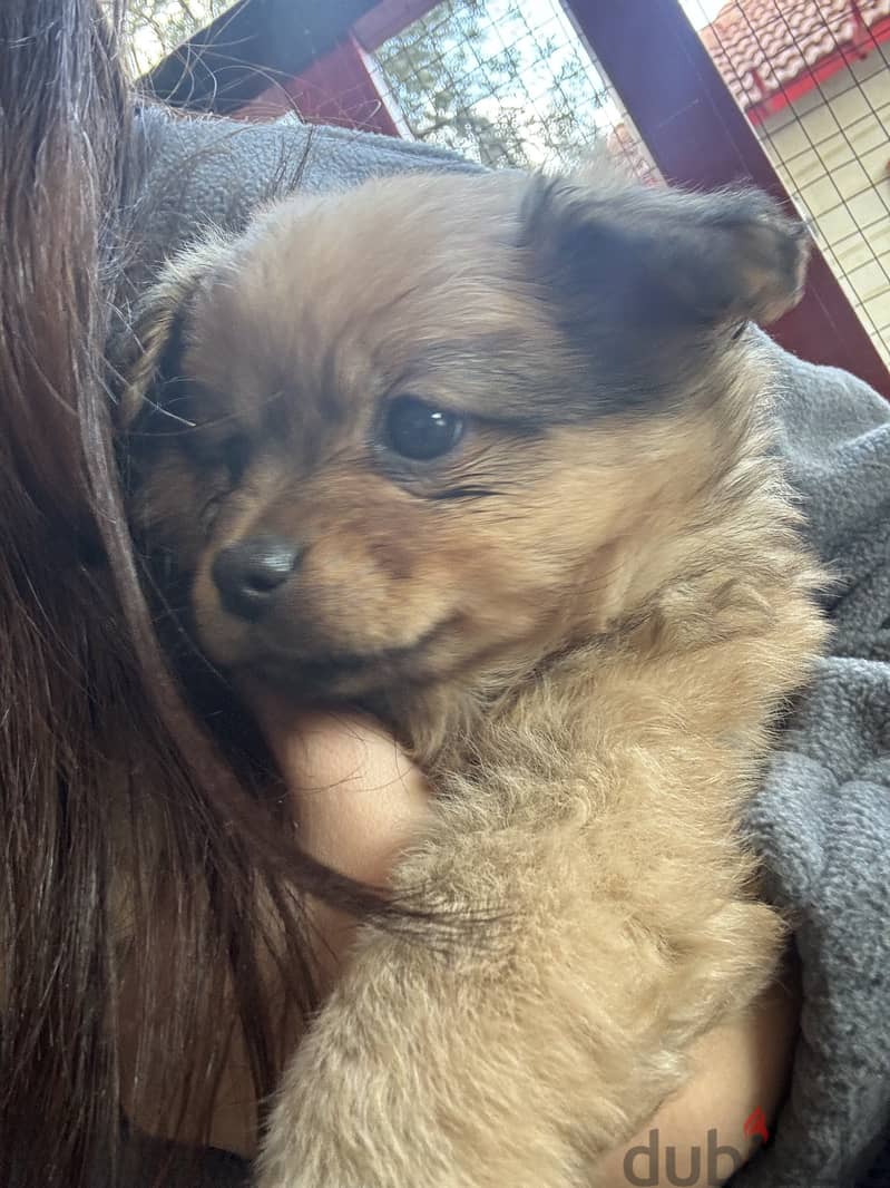 Pomchi puppy 3