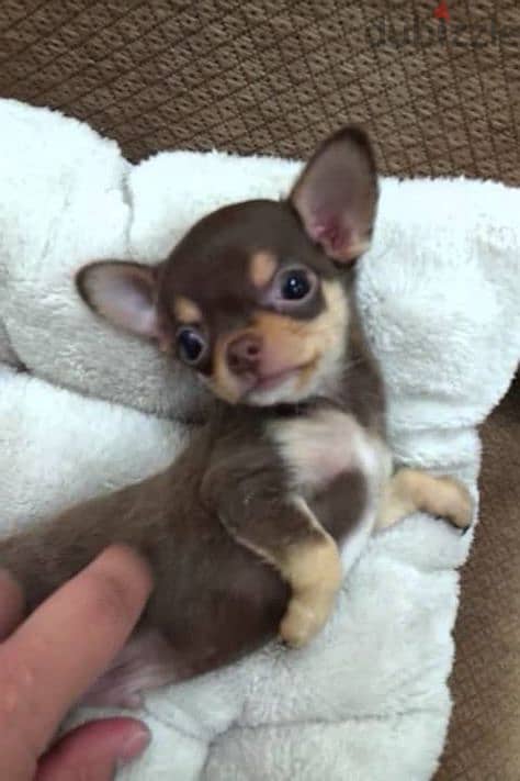 Adorable Chihuahua Puppy/ Sweet, Playful, and Full of Personality! 0