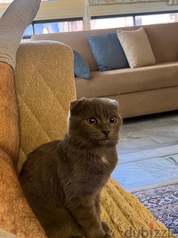 Scottish fold 6