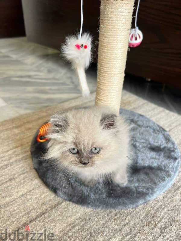 himalayan blue point cat for sale 1