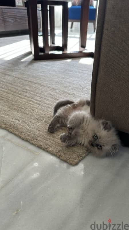 himalayan blue point cat for sale 2