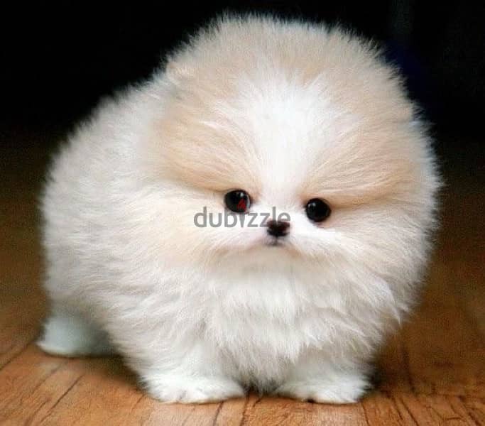 micro pomeranian اذا بدك تتميز اصغر بوميرانيان بالشرق الاوسط 0