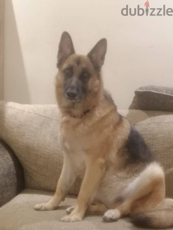 female German shepherd for adoption 0