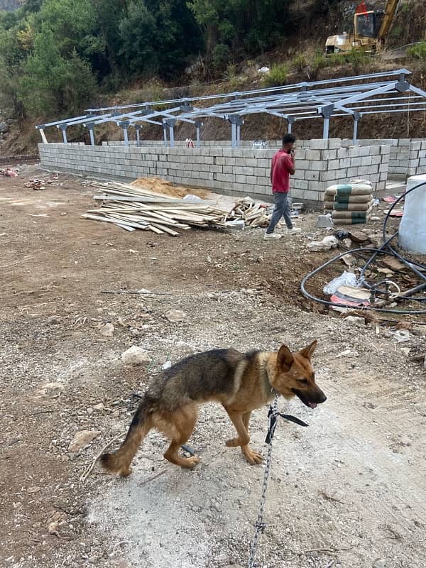 german shepherd mixed 1