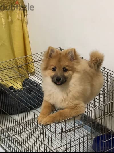 Pomeranian