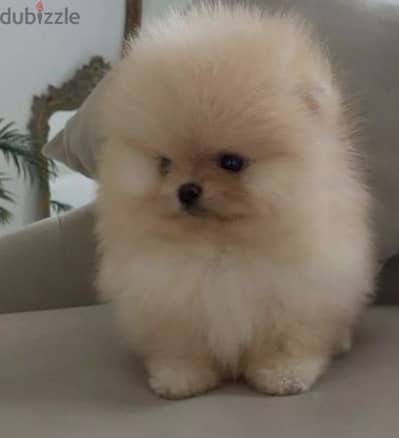 Pomeranian teacup