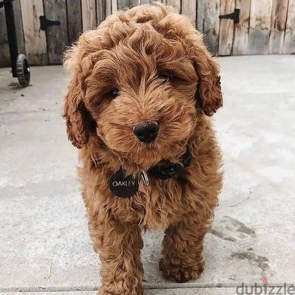 Adorable Mini Goldendoodle Puppy/ Available in Store! dog كلاب 0