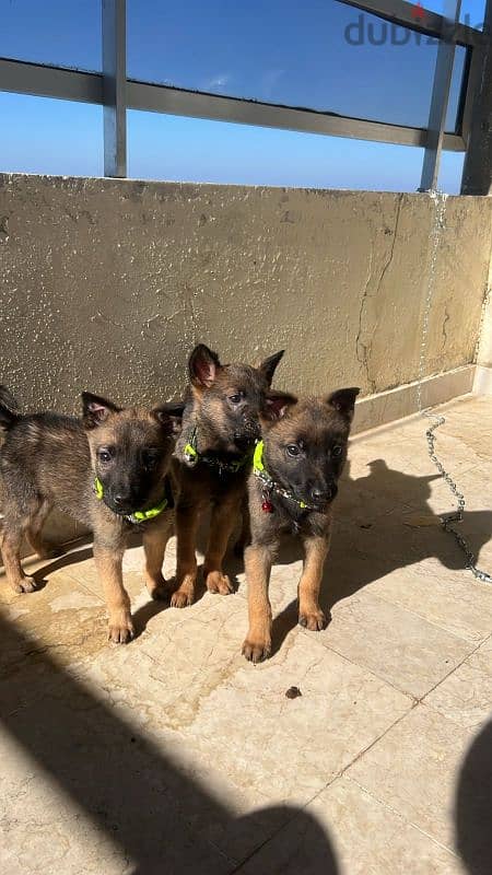 Pure malinois working line 0