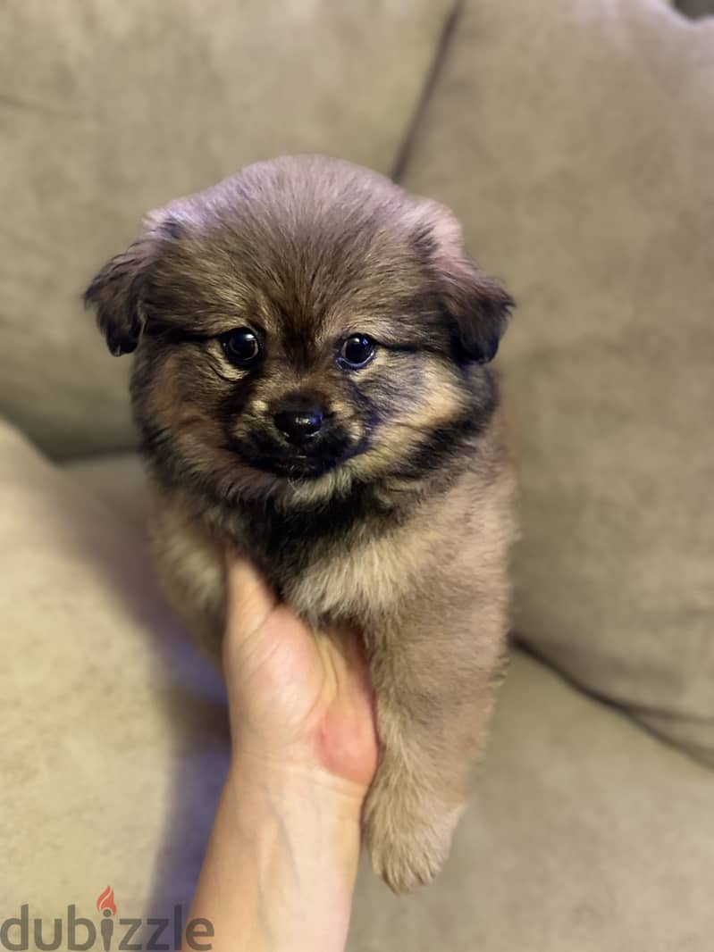 Pomchi puppies 7