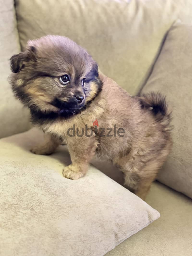 Pomchi puppies 8