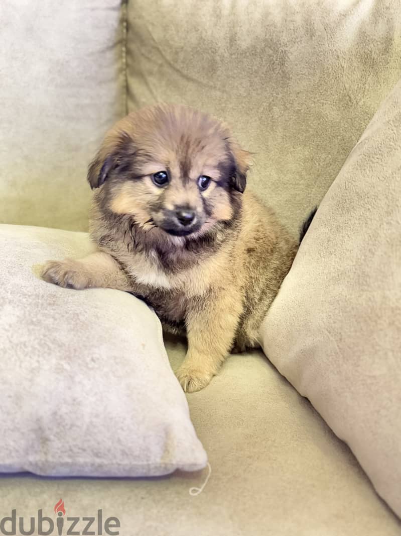 Pomchi puppies 9