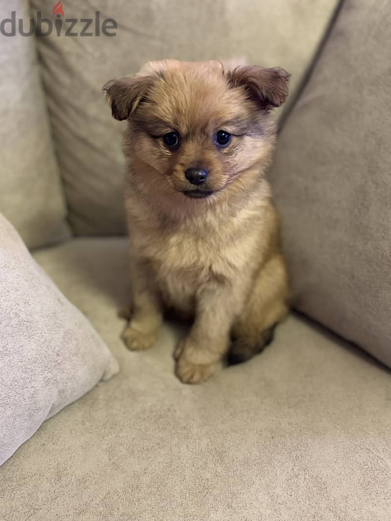 Pomchi puppies 10