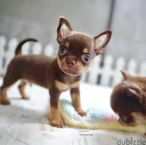 Cutest Chocolate & Tan Mini Chihuahua puppy pure breed IMPORTED 0