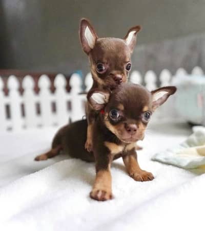 Sweetest Chocolate & Tan Mini Chihuahua puppy pure breed IMPORTED