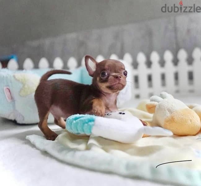 The one & only Mini Chihuahua has just landed! Playful, sweet & fun! 0