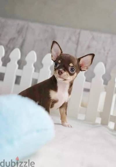 Looking for the smallest pup? Cute & sweet Mini Chihuahua just landed!