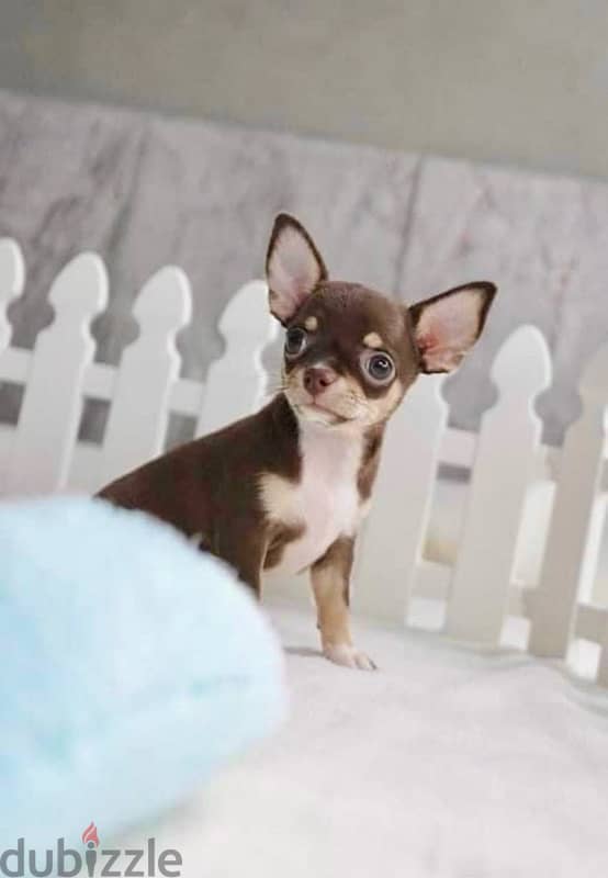 Looking for the smallest pup? Cute & sweet Mini Chihuahua just landed! 0