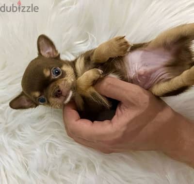 The one & only Mini Chihuahua has just landed! Playful, sweet & fun!