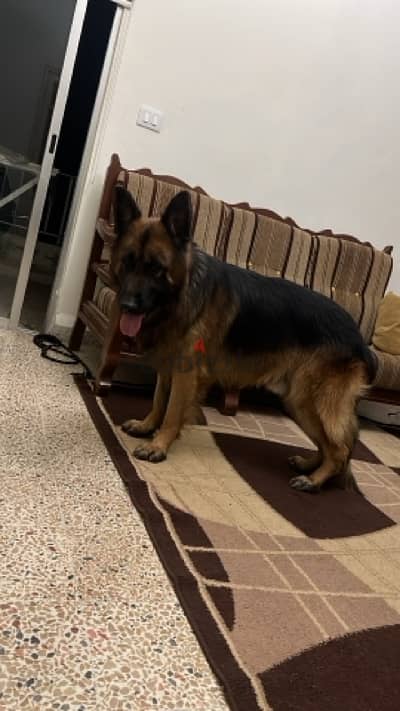 pure german shepherd male friendly pedigree