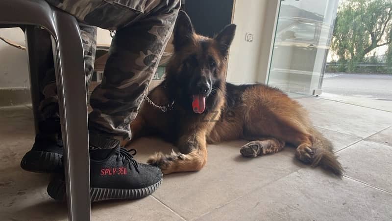 pure german shepherd male friendly pedigree 1