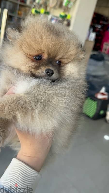 teacup Pomeranian 0