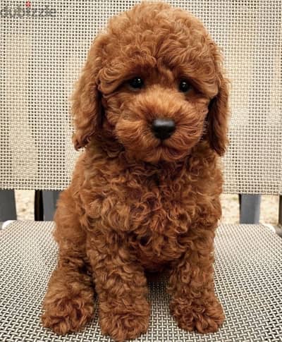 Toy poodle puppy/كلاب