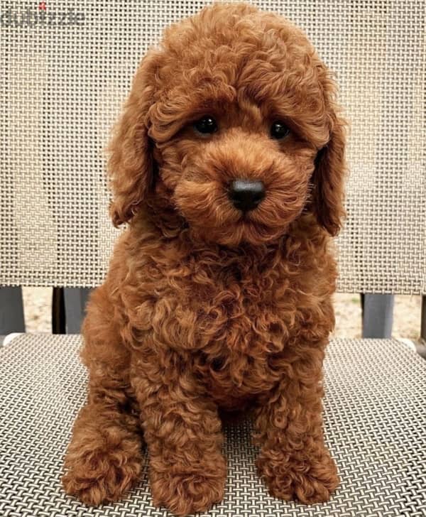 Toy poodle puppy/كلاب 0