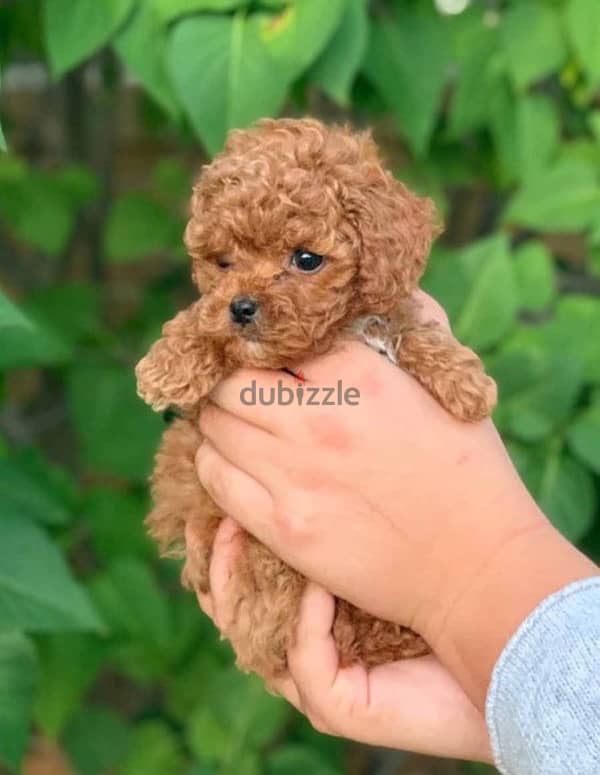 Toy poodle puppy/كلاب 1