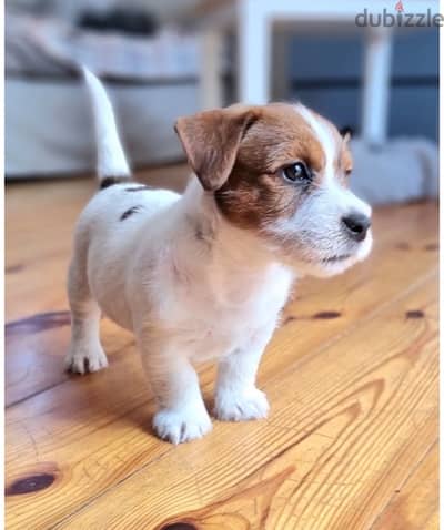 Jack Russell puppies