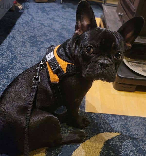 trained and vaccinated french bulldog for sale 1