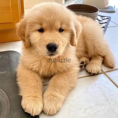 Golden Retriever Puppy