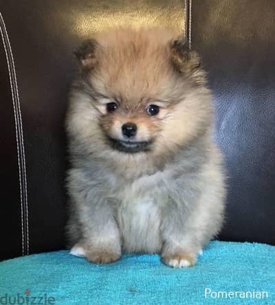 imported pomeranian smallest size