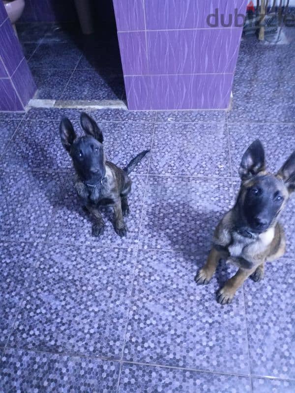 malinois super pure breed 1