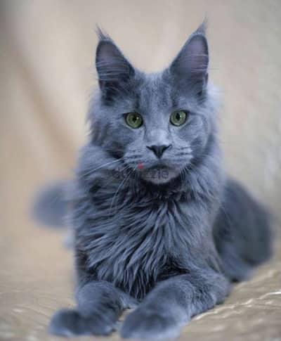 Maine coon