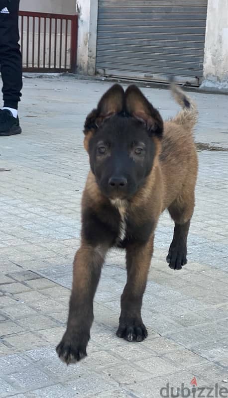 malinois / مالينوا 1