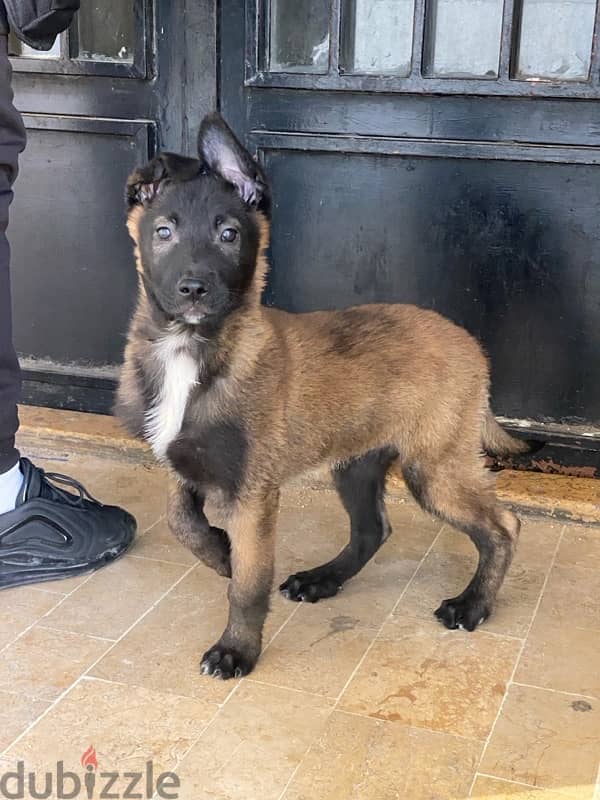 malinois / مالينوا 2