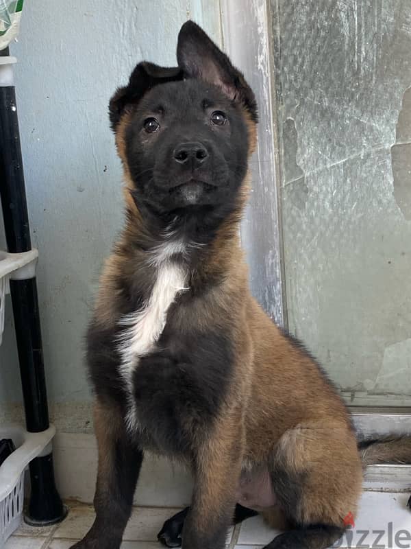 malinois / مالينوا 4