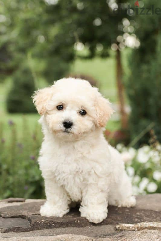 pure white bichon 0